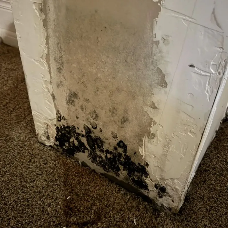 Professional Mold Removal in Hooksett, NH
